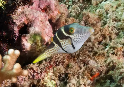  ?? ?? A black saddle puffer at Trincolmal­ee’s Navy Island