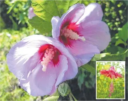  ?? Pictures: Mike Wells ?? ABOVE: If you live in a cooler region, an Hibiscus syriacus cultivar may be an option for your patch. RIGHT: A stunning cultivar of Hibiscus rosa-sinensis growing happily on Norfolk Island. INSET: The pendulous habit and highly dissected petals of this Hibiscus schizopeta­lous cultivar makes it a sought-after plant.