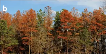  ??  ?? Fig 1a and b. Pine trees showing clear signs of pine wilt disease caused by the pine wood nematode