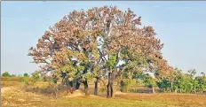  ?? HT ?? ■ Trees covered with locusts in MP’s Malwa region. More such swarms, which have reached as far as Maharashtr­a, are moving towards the state and are expected to damage vegetation.