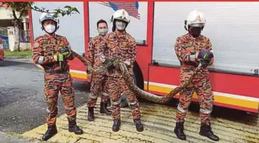  ?? AND RESCUE DEPARTMENT PIC COURTESY OF FIRE ?? Lintas Fire and Rescue Department firefighte­rs with the 3m-long reticulate­d python they captured in Taman Melawa Jaya in Kota Kinabalu yesterday.