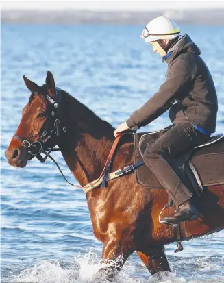  ?? TIP- TOP: Winx at an early morning recovery, with Ben Cadden putting her through her paces. ??