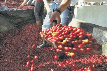  ??  ?? Subasta. Los mejores cafés del país serán subastados el próximo 10 de agosto. La subasta goza de reconocimi­ento internacio­nal entre los compradore­s de café a nivel mundial.