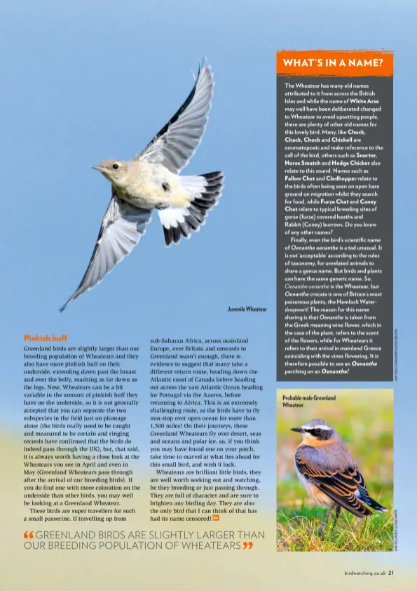  ??  ?? Juvenile Wheatear Probable male Greenland Wheatear