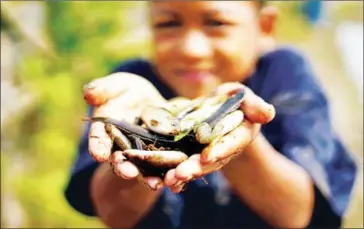  ?? SYAFRIZALD­I/THE JAKARTA POST ?? Alpaci shows off his catch of the day.