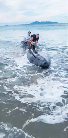  ?? Supplied / Instagram video ?? Nick Mowbray and Ali Williams struggle with a beached whale at Mangawhai.