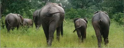  ?? PIC: MORERI SEJAKGOMO ?? Contested: Elephants dominate debate at each global meeting of CITES