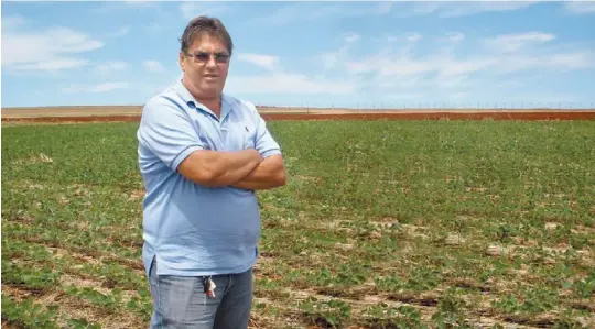  ??  ?? De cafetero a sojero. Tavares Paiva en un lote de la oleaginosa hace pocos días, en Londrina. Obtiene rindes promedio que se ubican en torno a 4.000 kg/ha.