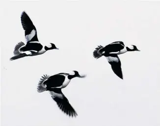  ?? JOHN FREDERICK PHOTO ?? The Bufflehead — seen here in Crystal Bay — is a common fall migrant and will be present along the Ottawa River till freeze-up.