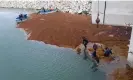  ?? ?? A team removes sargassum at the facilities of the Punta Catalina thermoelec­tric power plant in the Dominican Republic in 2023. Photograph: Punta Catalina thermoelec­tric power plant