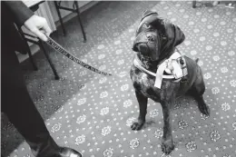  ?? DANIEL SANGJIB MIN/TIMES-DISPATCH ?? Olive the Bullmastif­f waits to be sworn in as a courthouse therapy dog at Powhatan County Courthouse late last month. Olive will be used to comfort crime victims, witnesses and their families in criminal cases.