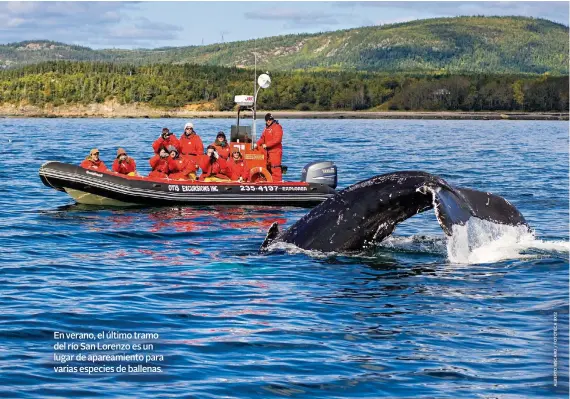  ??  ?? En verano, el último tramo del río San Lorenzo es un lugar de apareamien­to para varias especies de ballenas.