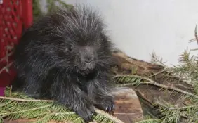  ?? LYNN CURWIN/TRURO NEWS ?? A porcupette was the first baby to arrive at the Cobequid Wildlife Rehabilita­tion Centre this spring. When it was found the umbilical cord was still attached and the mother wasn’t around.