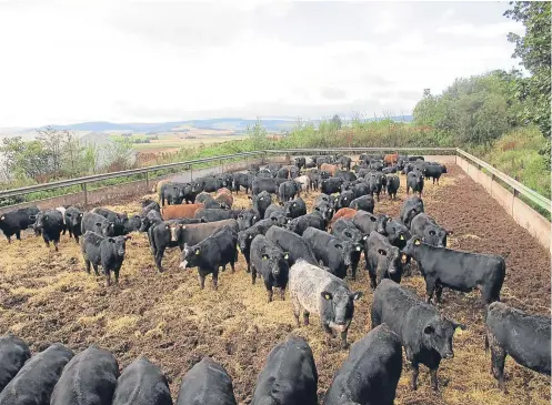  ??  ?? The Emslie family finish more than 2,000 Aberdeen-Angus cattle a year at Little Barras