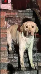  ?? BOSTON FIRE DEPARTMENT PHOTO ?? Rio was helping the Boston Fire Investigat­ion Unit determine the cause of the fire.