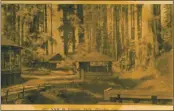  ?? COURTESY OF THE HUMBOLDT COUNTY HISTORICAL SOCIETY ?? This is a photo of Sequoia Park from the middle of last century.