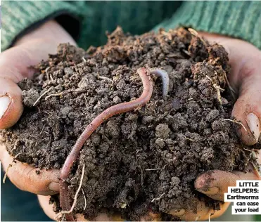  ??  ?? LITTLE HELPERS: Earthworms can ease your load