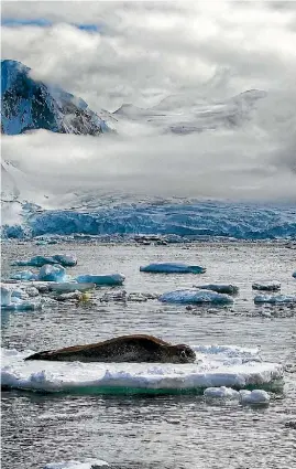  ?? ANDREAS KALVIG ANDERSON ?? A seal relaxes at Cuverville Island.