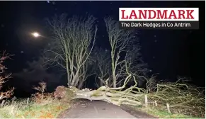  ?? ?? LANDMARK The Dark Hedges in Co Antrim