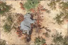  ?? PHOTO VIA REUTERS ?? A dead elephant is seen in this undated handout image in Okavango Delta, Botswana.