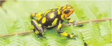  ?? UNIVERSITY OF SASKATCHEW­AN ?? Researcher­s at the University of Saskatchew­an have discovered three new Oophaga poisonous dart frog species in Colombia, anchicayen­sis (pictured), andresi and solanensis. However, these new species may already be at risk of extinction.
