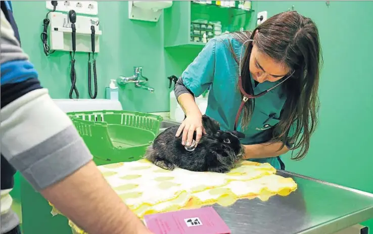  ?? AGUSTÍ ENSESA ?? El conejo, una mascota al alza. Una veterinari­a de Girona atiende en su consulta a Diable, una coneja que fue hallada en un jardín público