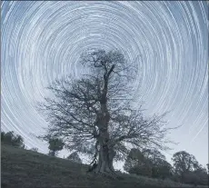  ??  ?? STARTRAIL CHESTNUT TREE By Anthony Whitbourn