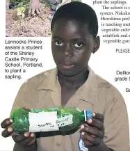 ??  ?? Lennocks Prince assists a student of the Shirley Castle Primary School, Portland, to plant a sapling. Dellion Meickle John, grade 5, of the Shirley Castle Primary School, Portland, is in charge of planting and caring for saplings and the compost for...