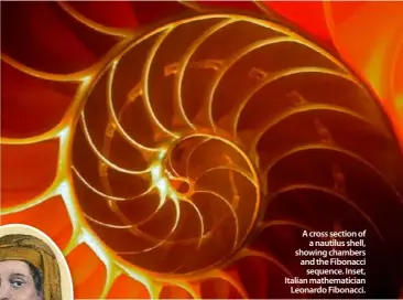  ??  ?? A cross section of
a nautilus shell, showing chambers and the Fibonacci
sequence. Inset, Italian mathematic­ian
Leonardo Fibonacci.