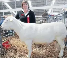  ?? Photo: FAIRFAX NZ ?? Fast growing: The self-shedding dorper breed is increasing­ly being used by commercial farmers as a terminal sire.