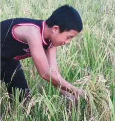  ??  ?? Starting young: Ricardo checking for ripe padi. He has followed his father to the padi field since hewasa toddler.