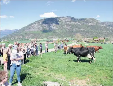  ?? ALLE FOTO: HALVOR ULVENES ?? KOSTE SEG: Både folk og fe koste seg under kusleppet på Gravjord i Øvre Bø sundag.