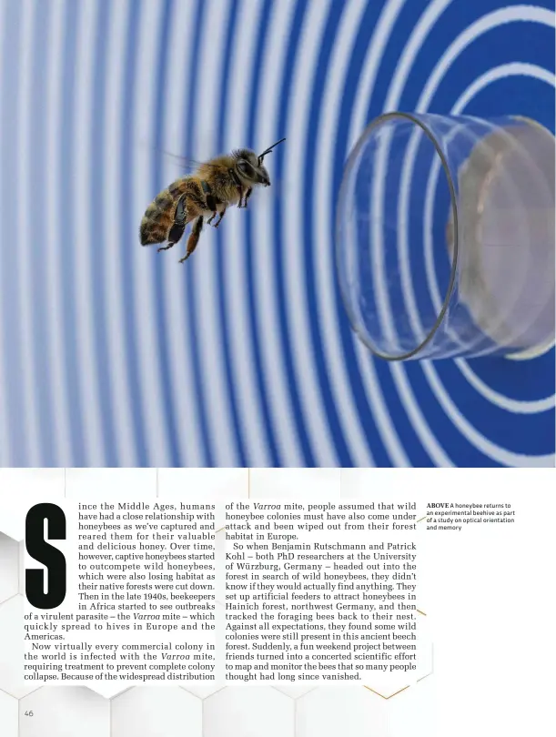  ??  ?? ABOVE A honeybee returns to an experiment­al beehive as part of a study on optical orientatio­n and memory