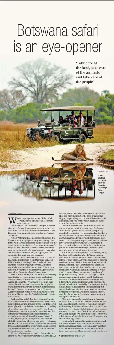  ?? ANDBEYOND, TNS ?? A lion spotted on safari from the Sandibe Okavango Safari Lodge.