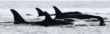  ?? ELAINE THOMPSON, AP ?? Orcas swim in Puget Sound in January 2014.