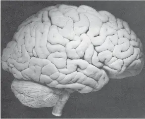  ??  ?? In relation to body size, our brains are huge, about six times larger than one would expect from other mammals. And this three-pound organ sucks up fully 20 per cent of the body’s energy needs.