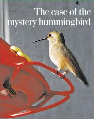  ?? BY CIAR VIA WIKIMEDIA ?? A female rufous hummingbir­d at a nectar feeder.