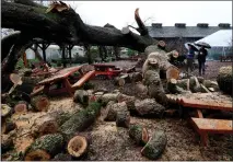  ?? KARL MONDON — STAFF PHOTOGRAPH­ER ?? Dario Sattui and Tom Davies survey a storm-toppled 275-year-old oak tree at V. Sattui Winery in St. Helena on Jan. 10.