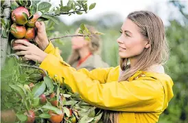  ?? Picture: GETTY ?? TEMPTING: Don’t pick late variety apples now – wait until autumn
