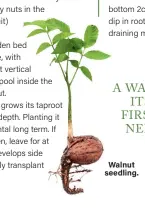  ??  ?? A WALNUT GROWS ITS TAPROOT FIRST AND THIS NEEDS DEPTH.