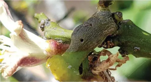  ?? PHOTOS: MIKE WELLS ?? GARDEN SOLUTIONS: Too late! The exit holes on this old citrus flower stalk is a sign that the citrus gall wasp has matured and ready to inflict similar damage nearby.