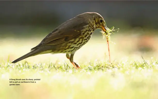  ??  ?? A Song thrush uses its sharp, pointed bill to pull an earthworm from a garden lawn.