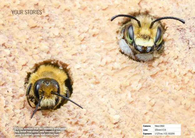  ?? ?? [1] Lee noticed that his recently purchased bug hotel had some new tenants! One being a solitary male leaf-cutter bee.