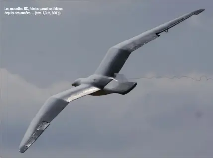  ??  ?? Les mouettes RC, fidèles parmi les fidèles depuis des années… (env. 1,3 m, 800 g).