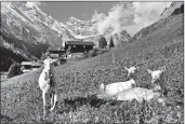  ??  ?? Life is good in Switzerlan­d’s impossibly idyllic village of Gimmelwald, even for sunbathing goats.