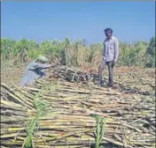  ?? HT ?? ■ Farmers associated with the two private sugarmills are worried as the mills crush nearly 40% of sugarcane produced in the state.