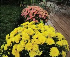  ?? MARK CULLEN PHOTOS FOR THE TORONTO STAR ?? CHRYSANTHE­MUMS: They can last for six weeks and tolerate frost.