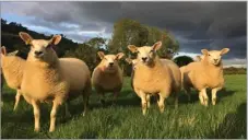  ?? ?? With market prices at record highs, there is no better time to creep feed lambs and get them finished before any drop in market prices