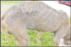  ?? Picture: credit SaiSai Facebook ?? This poor dog has been severely affected by mange and possibly other skin infections.