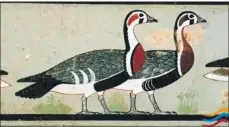  ??  ?? A wall painting in an ancient Egyptian tomb shows a red-breasted goose and a present day photograph of the same species.